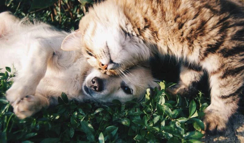 Compounding for Pets