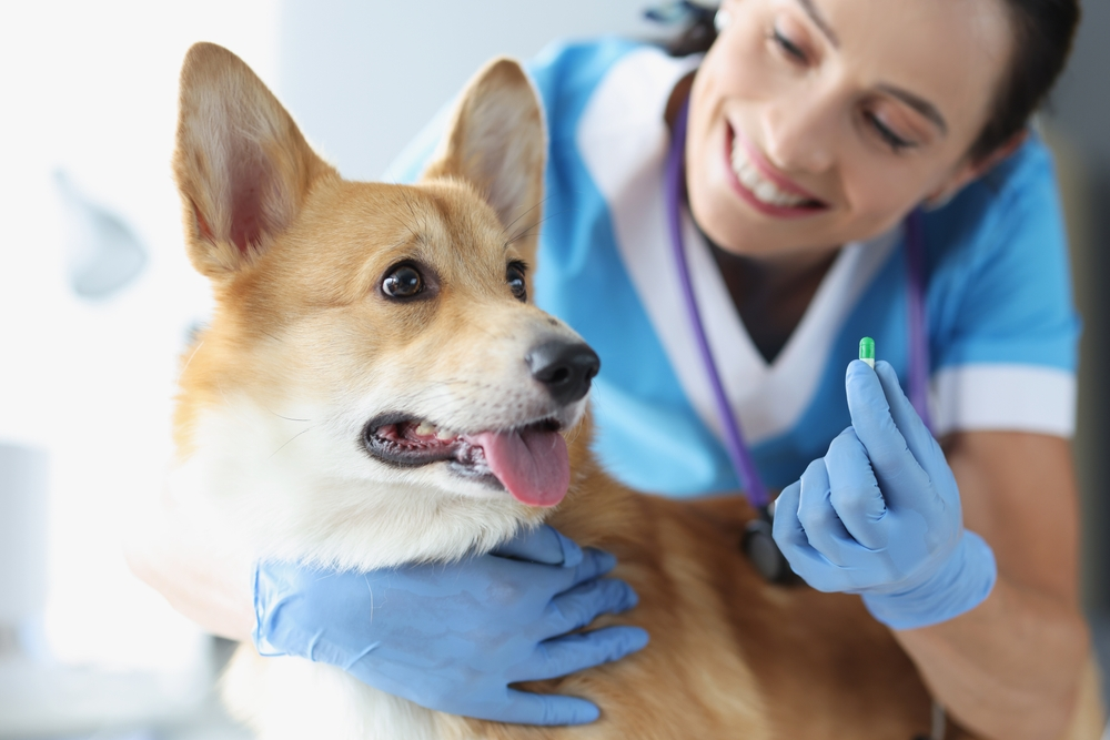 Everything You Need to Know About Anxiety Medication for Dogs