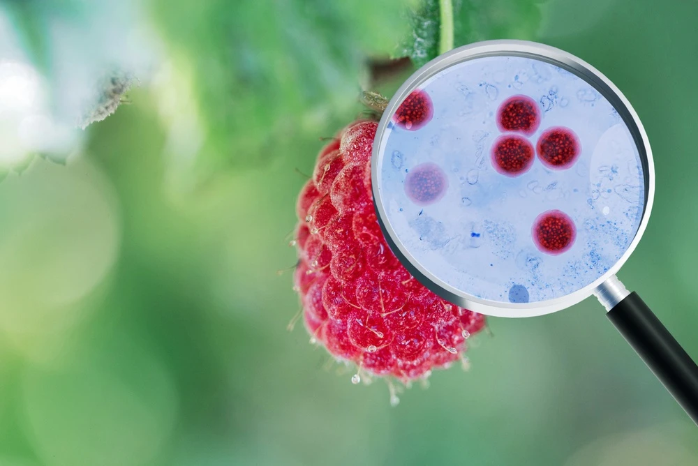 5 Ways to Help Prevent Cyclosporiasis