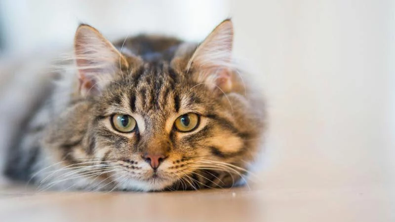 Medicating Your Cat