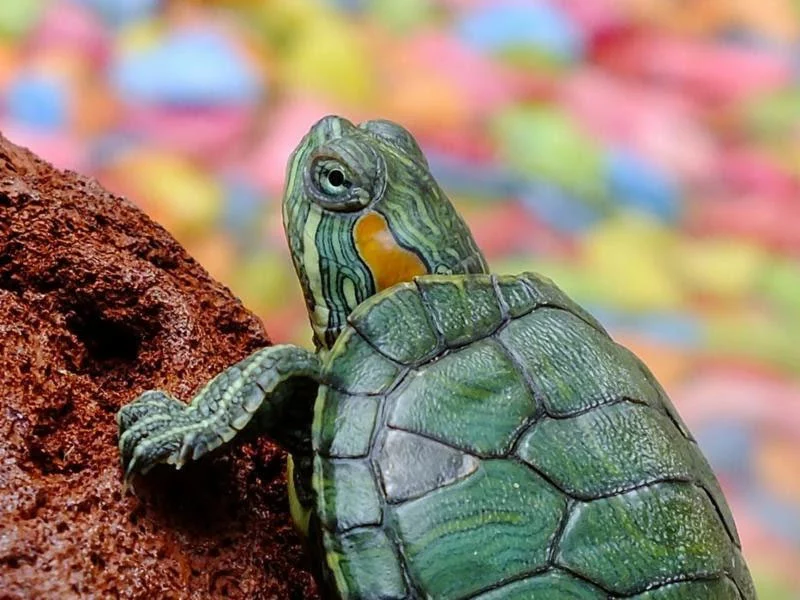 Caring for Your Turtle