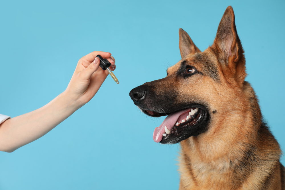 Answering Your Questions About Veterinary Compounding at Our Pharmacy