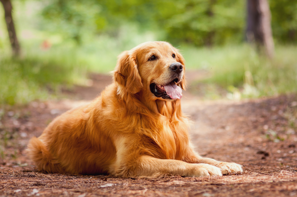 4 Benefits of Our Veterinary Compounding Pharmacy