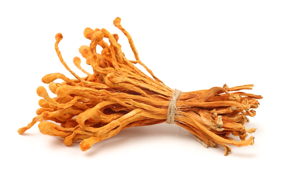 Your Guide to the Health Benefits of Mushrooms